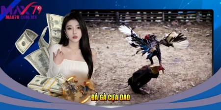 Đá gà cựa dao