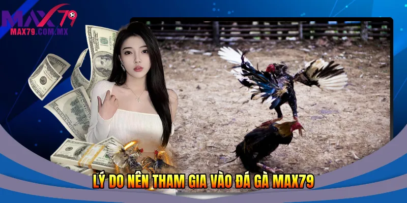 Lý do nên tham gia vào đá gà Max79