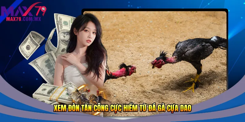 Xem đòn tấn công cực hiểm từ đá gà cựa dao